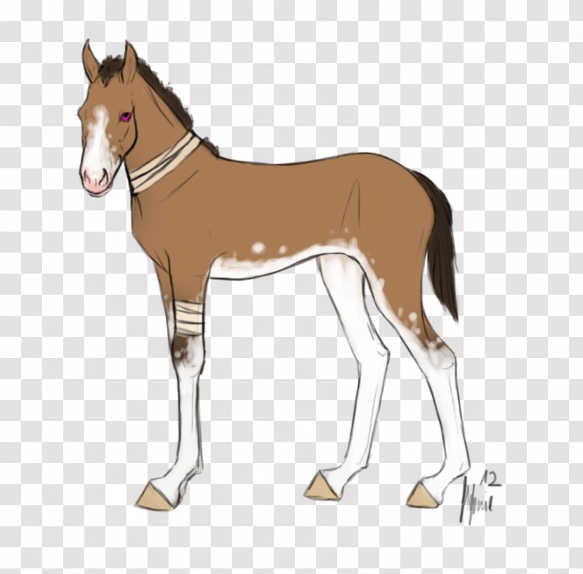 Mule Foal Stallion Halter Mare - Horse - Mustang Transparent PNG