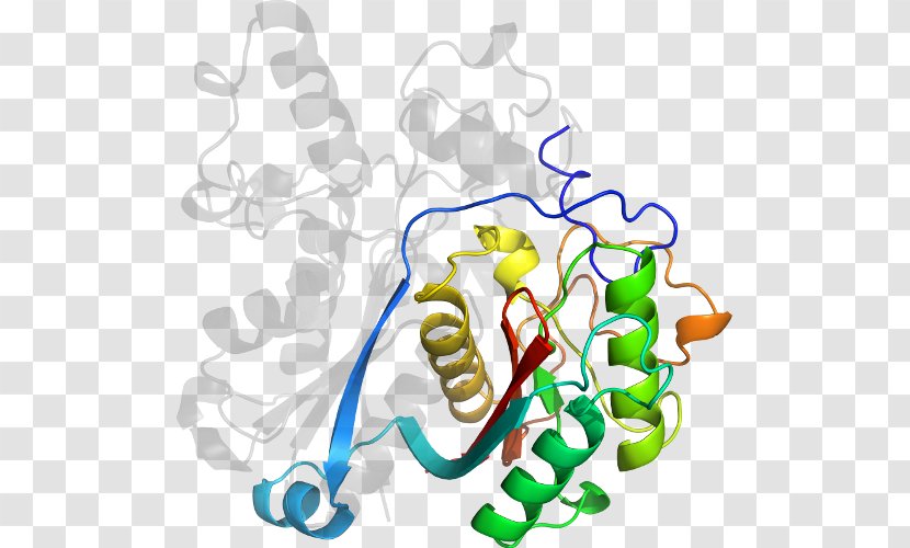 Clip Art Organism Human Behavior Product - Polyketide Synthase Transparent PNG