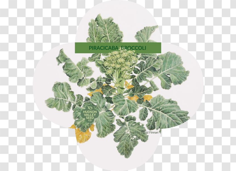 Piracicaba Leaf Vegetable Seed Broccoli - Hudson Valley Company Transparent PNG