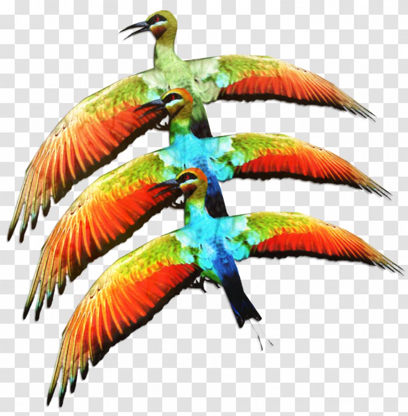 Macaw Parakeet Beak Feather Fauna - Parrot - Bird Transparent PNG