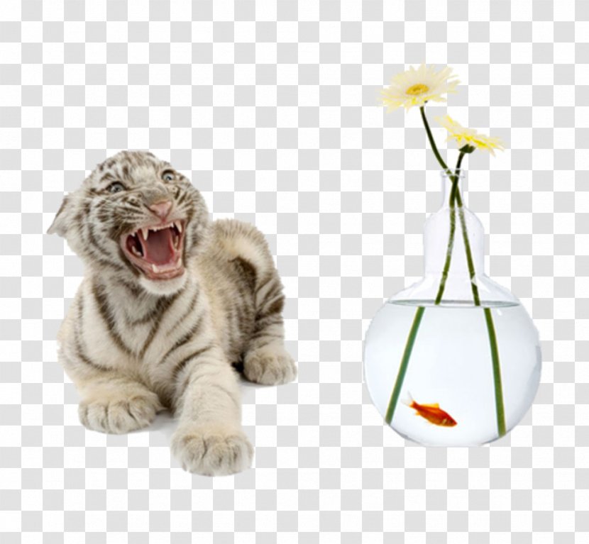 Tiger Cubs Cat White - Roar Transparent PNG