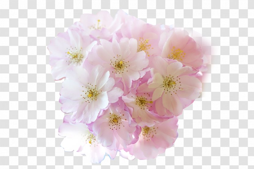 Flower Cherry Blossom - Blossoms Transparent PNG