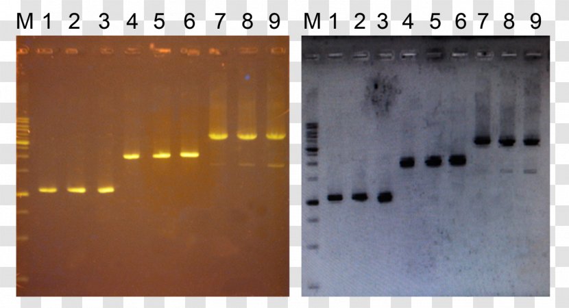 Polymerase Chain Reaction Agarose Gel Electrophoresis DNA - Taq Transparent PNG