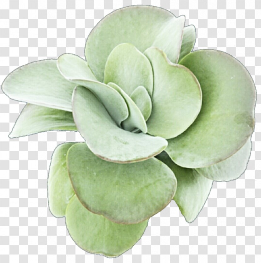 Succulent Plant Leaf Petal Clip Art Transparent PNG