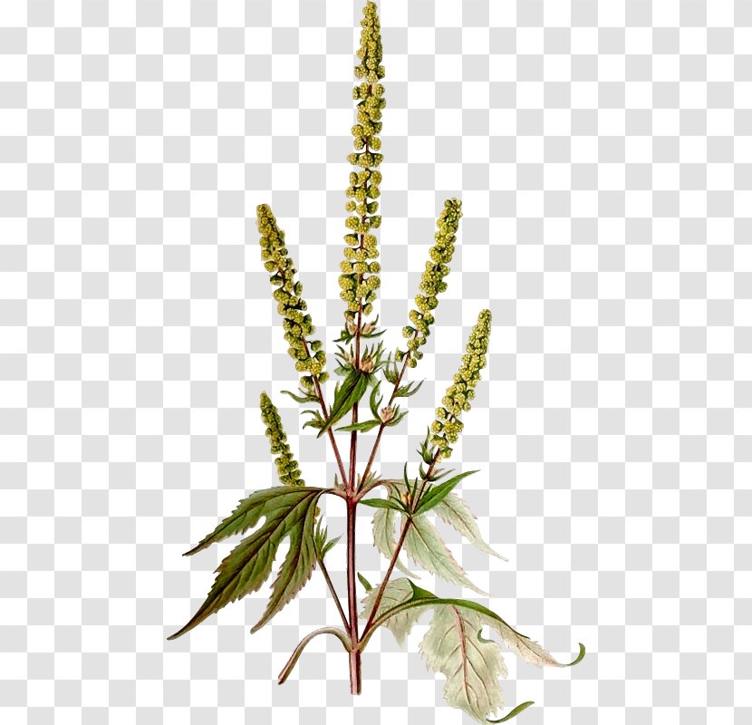 Giant Ragweed Clip Art Western Annual - Goldenrod - Weed Nuggets Transparent PNG