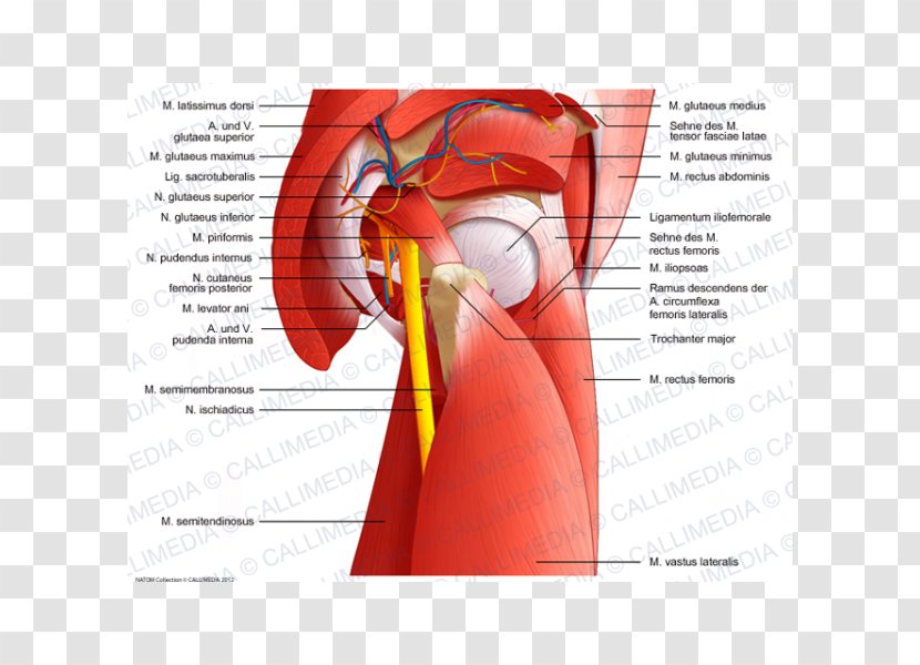 Muscles Of The Hip Pelvis Anatomy - Flower - Latissimus Dorsi Transparent PNG