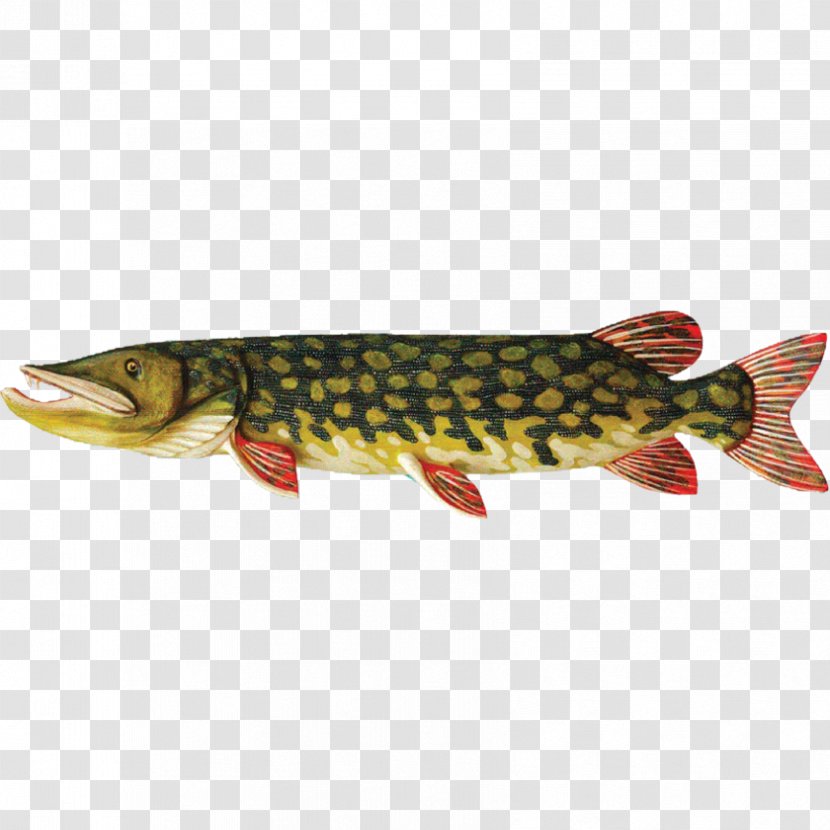 Coastal Cutthroat Trout Northern Pike Salmon Common Bream Rybinskie Ryby - Fish Transparent PNG