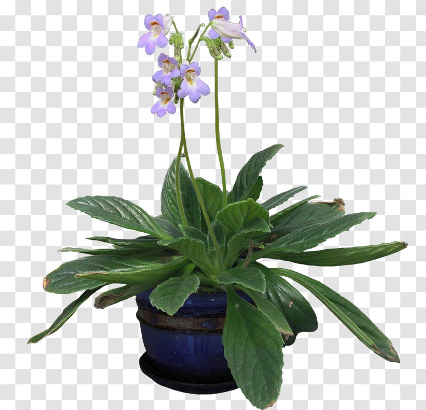 Bonsai - Flowering Plant Transparent PNG