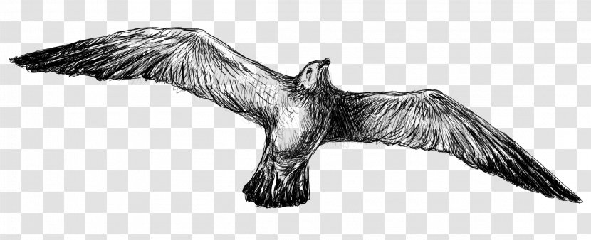 Bald Eagle Bird Beak Vulture Sketch - Wing Transparent PNG