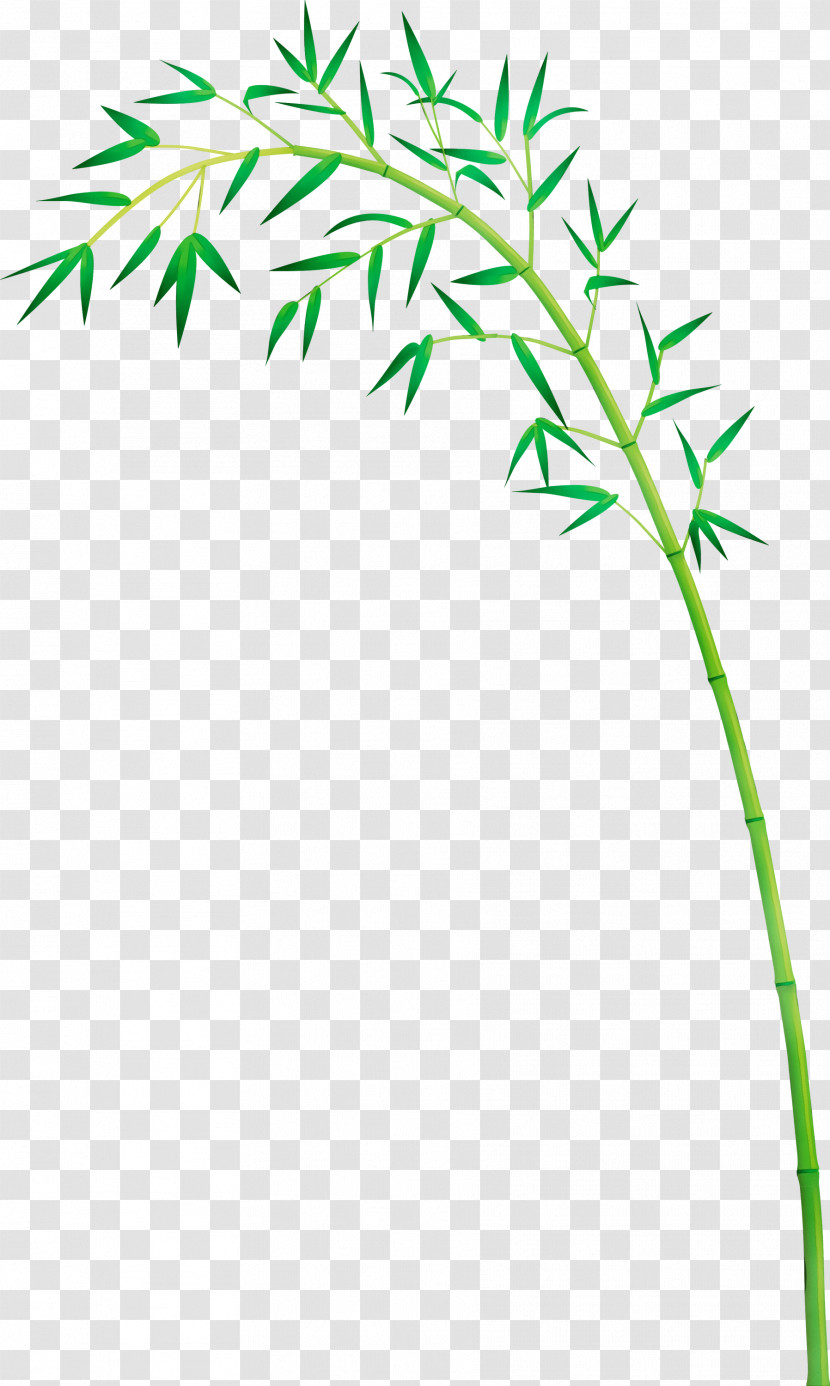 Leaf Plant Plant Stem Grass Grass Family Transparent PNG