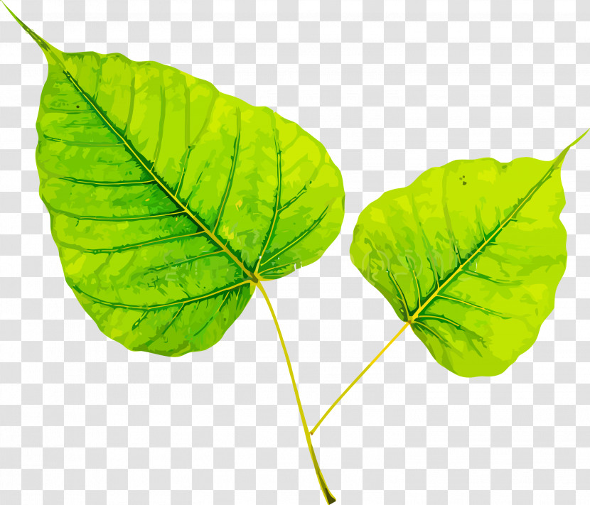 Bodhi Leaf Bodhi Day Bodhi Transparent PNG