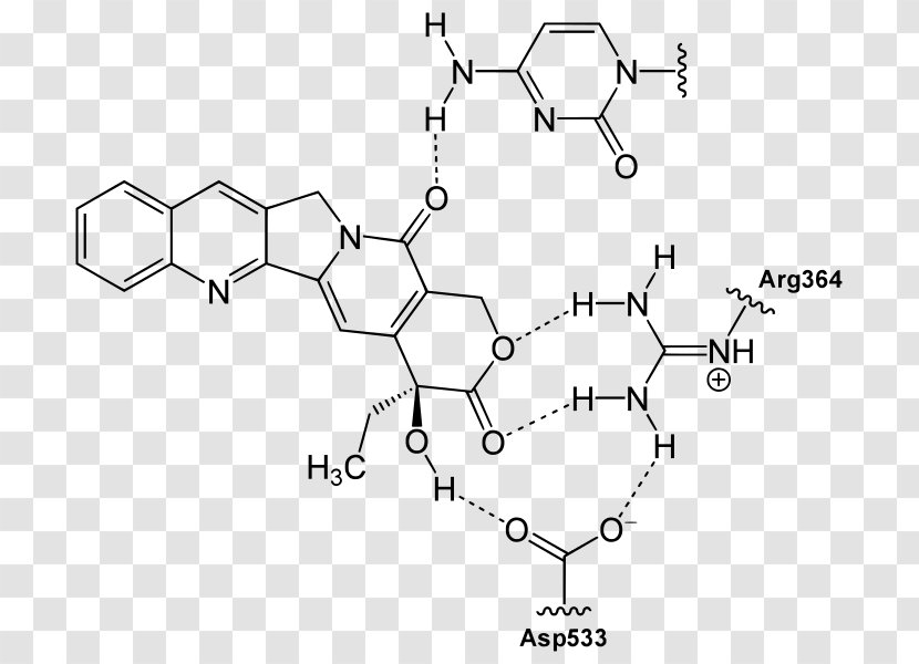 Camptothecin Quinoline Chemistry Alkaloid Topotecan - Black And White - BINDING Transparent PNG