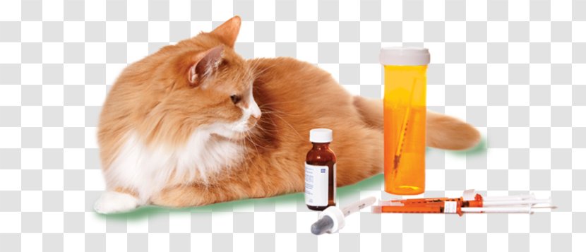 Dog Cat Veterinarian Pharmaceutical Drug Medicine - Like Mammal Transparent PNG