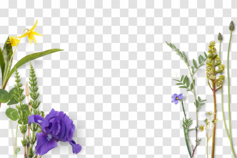 Flower Irises - Violet - Blue Flowers And Green Leaves Transparent PNG
