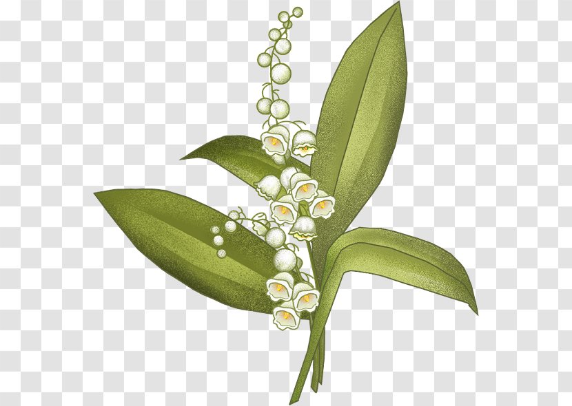 Arum-lily Flower Blog - Centerblog - Lily Of The Valley Transparent PNG
