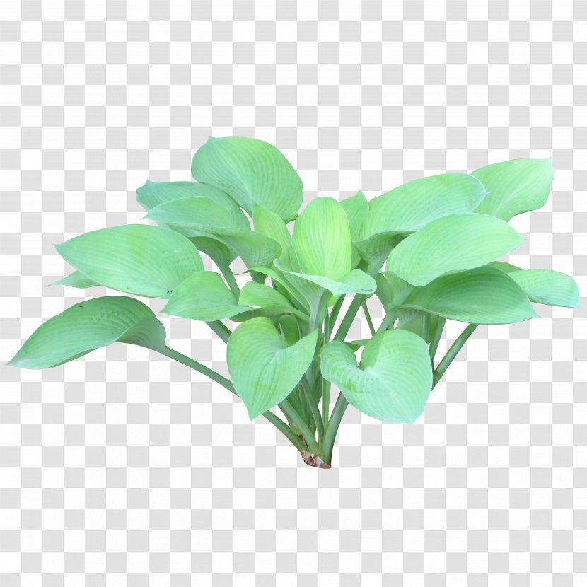 Plantain Lilies Shrub Tree - Plant Stem - Bushes Transparent PNG