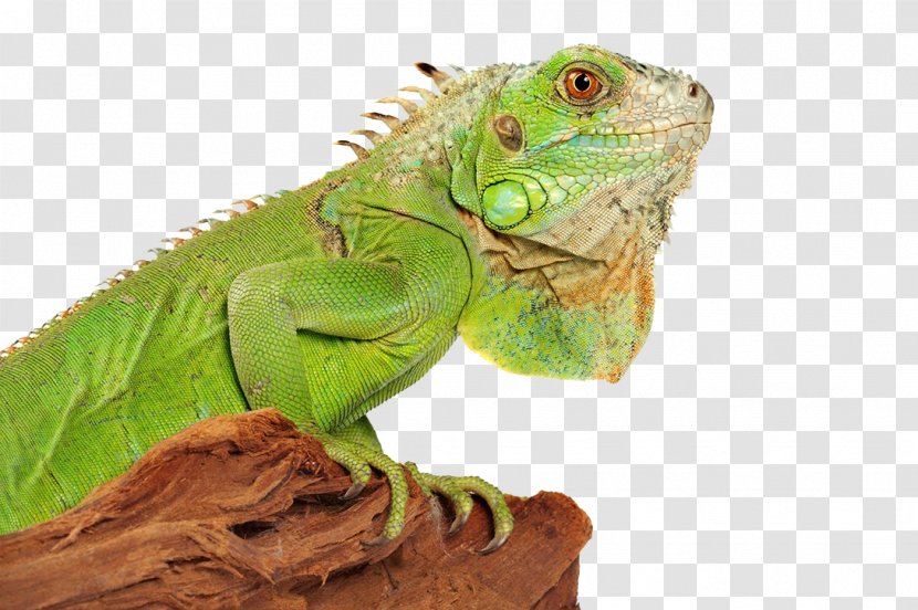 Lizard Green Iguana Reptile - Chameleons - Photo Transparent PNG
