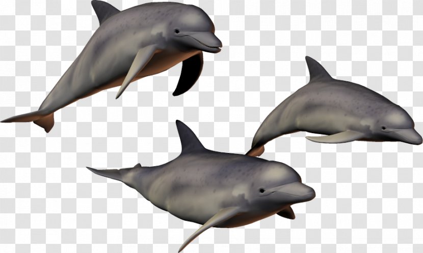 Common Bottlenose Dolphin Clip Art - Fin Transparent PNG