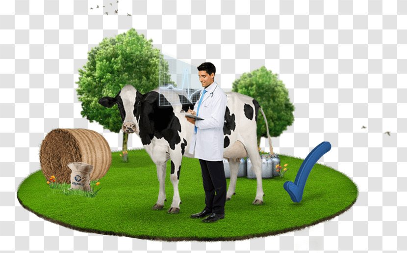 Cattle Health Milk Medicine Physician - Horse Like Mammal Transparent PNG