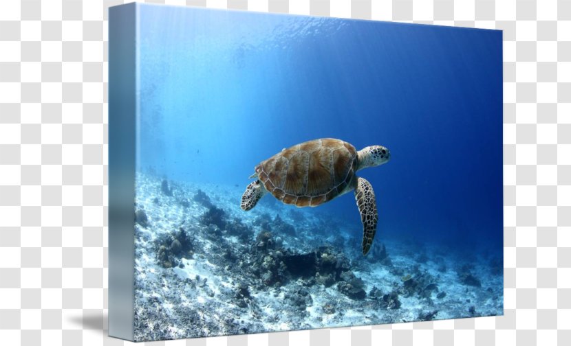 Loggerhead Sea Turtle Underwater - Photographer Transparent PNG