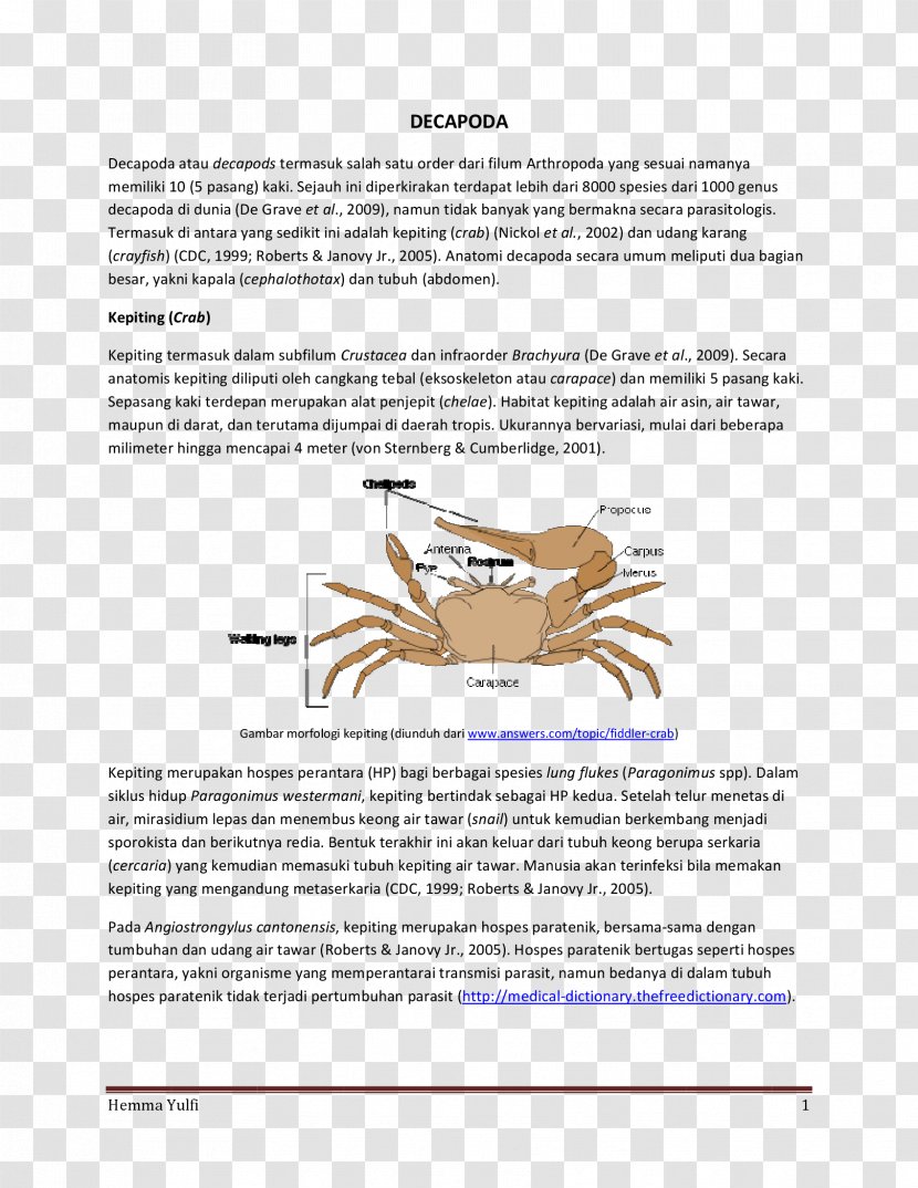 Fiddler Crab Animal - Brochure Transparent PNG