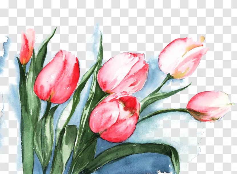 Tulip Watercolor Painting Flower - Pink Tulips Picture Material Transparent PNG