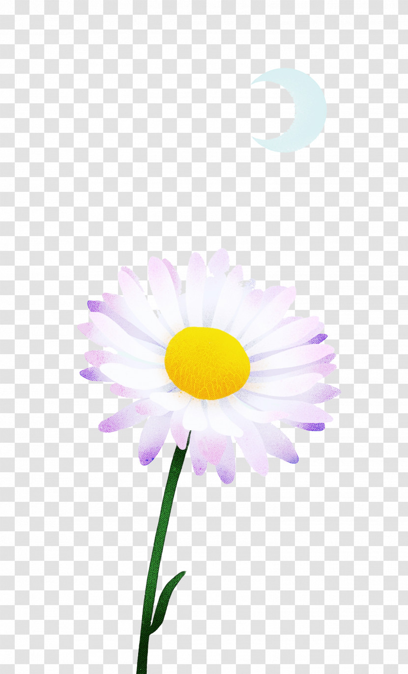 Oxeye Daisy Petal Close-up Computer M Transparent PNG