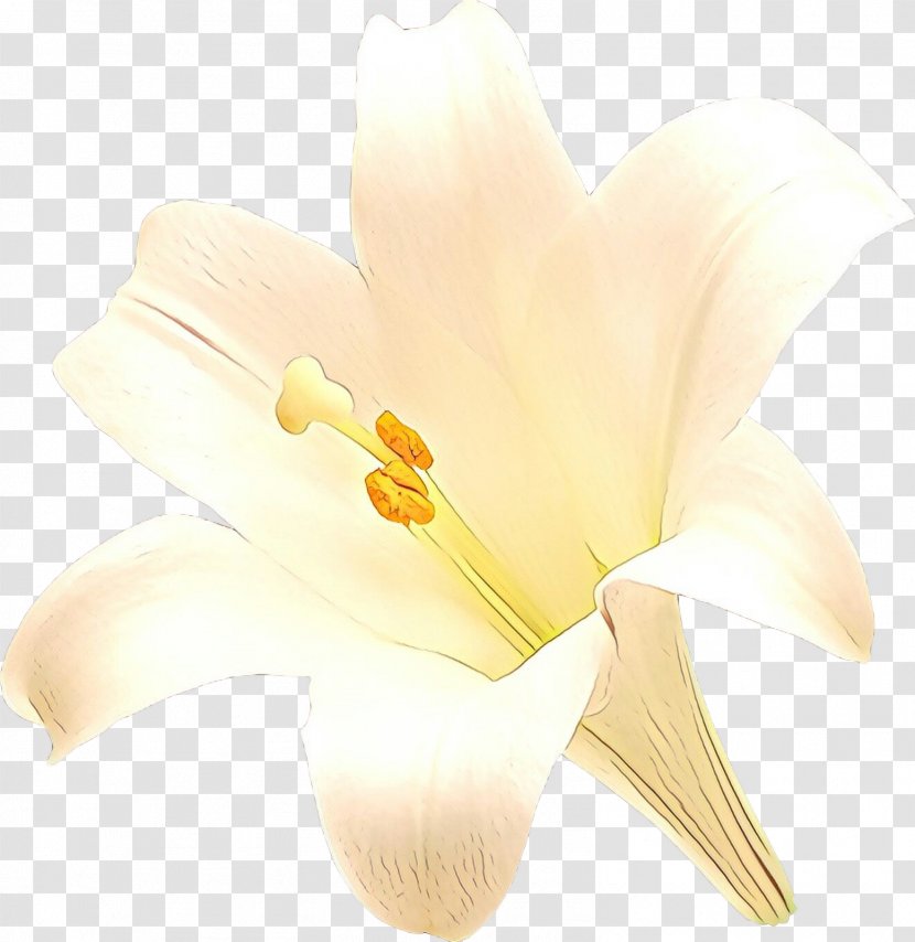 Arum Lilies - Flowering Plant - Crocus Transparent PNG