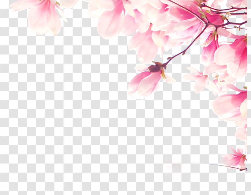 Adobe Illustrator TIFF - Information - Flowers Transparent PNG