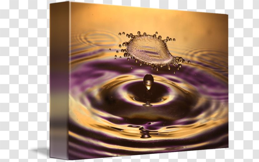 Purple Violet Lilac Still Life Photography Stock - Gold Splash Transparent PNG