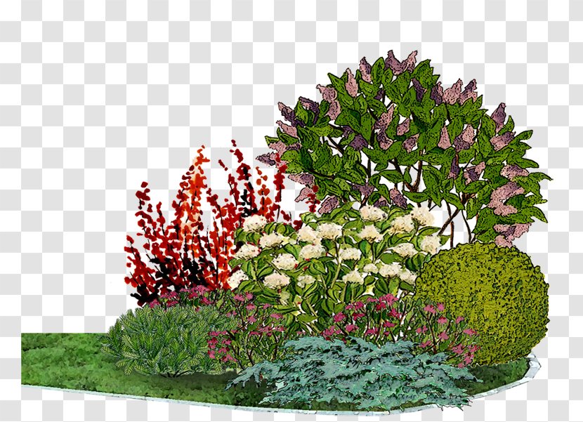 Flower Garden Common Lilac Bedding Conifers - Blossom - Flowering Plant Transparent PNG
