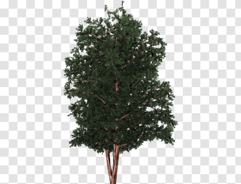 Spruce English Yew Christmas Tree Fir Pine - Woody Plant - Functional Transparent PNG
