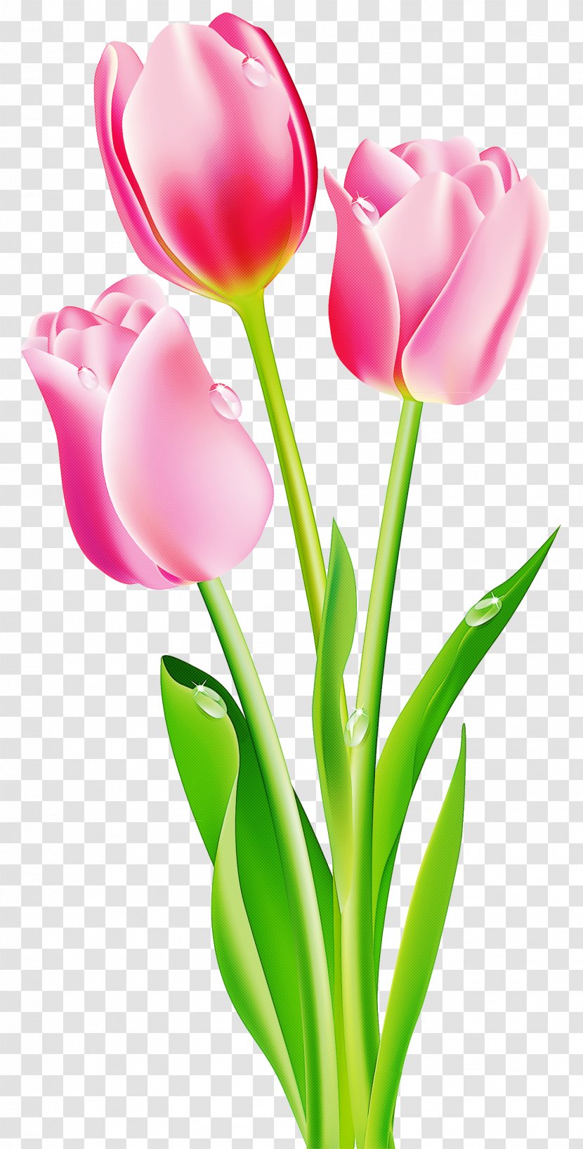 Tulip Flower Petal Cut Flowers Pink - Pedicel Plant Stem Transparent PNG