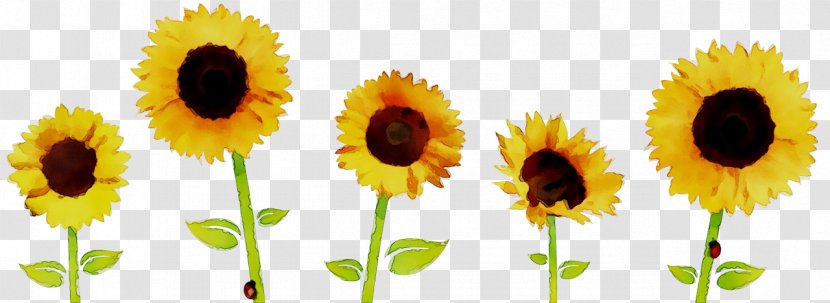 Clip Art Common Sunflower Image Illustration - Asterales Transparent PNG