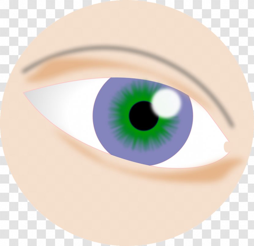 Eyebrow Eyelash Close-up - Frame - Design Transparent PNG