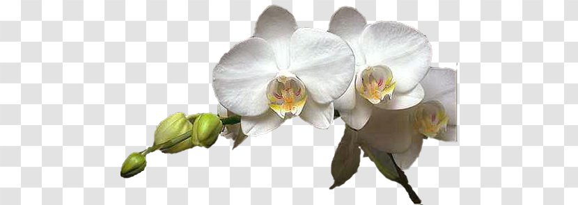 Moth Orchids Cut Flowers Clip Art - Plant - Flower Transparent PNG