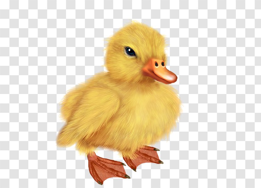 Duck Bird Drawing - Poultry Transparent PNG