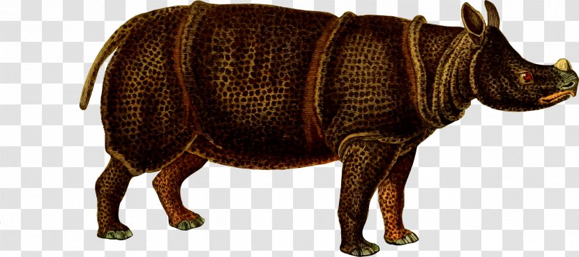 Javan Rhinoceros Giraffe Animal Wildlife - Horn - Rhino Transparent PNG