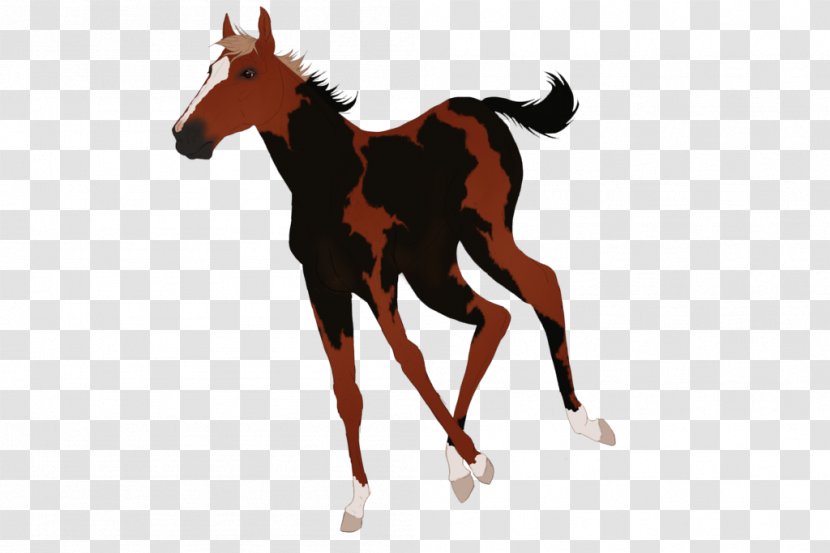 Foal Mustang Colt Stallion Mare - Horse - Trinity Sunday Transparent PNG