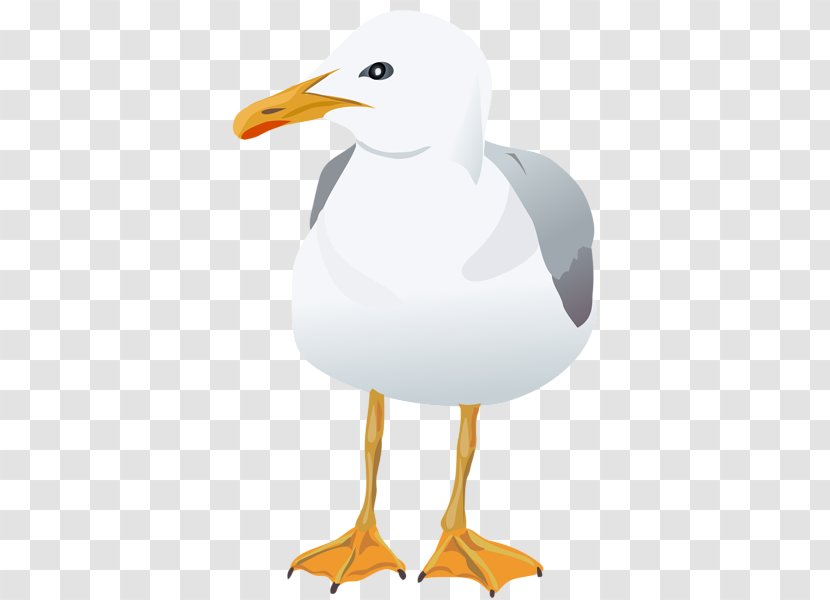 European Herring Gull Gulls Bird Clip Art Transparent PNG