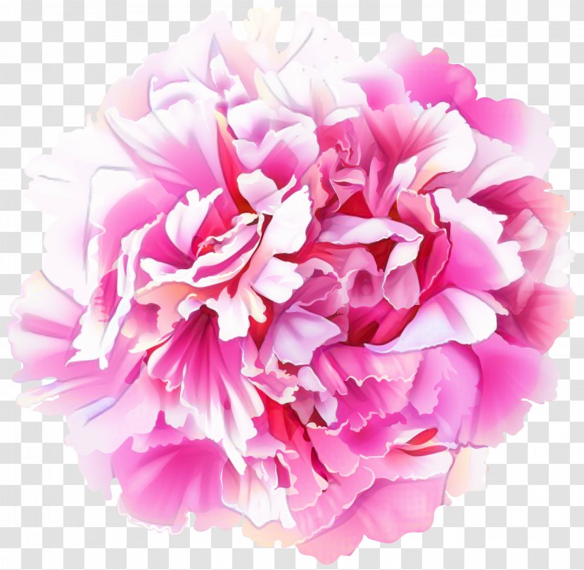 Pink Flower Cartoon - Plant - Artificial Rose Transparent PNG