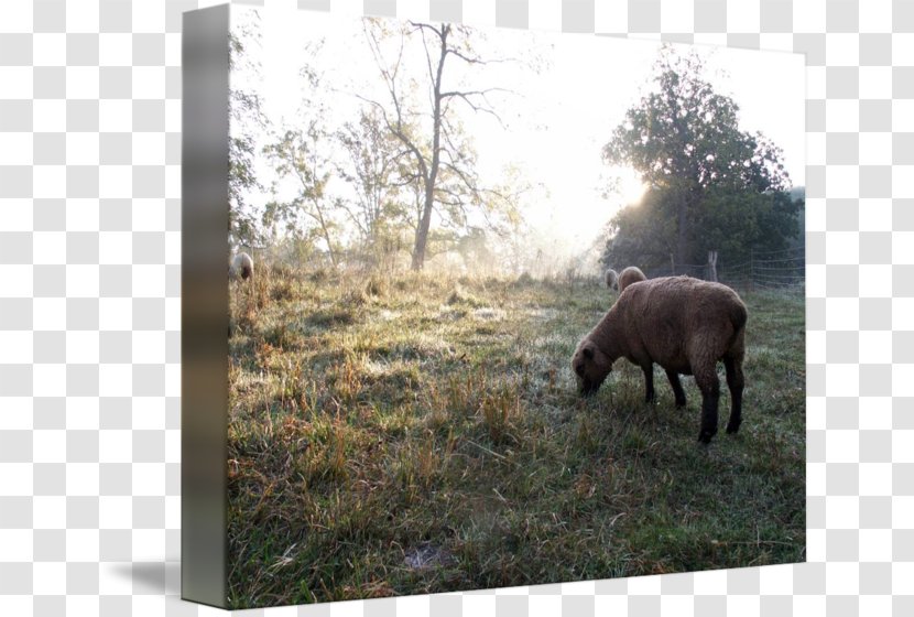 Cattle Bison Pasture National Park Grazing - Sheep Transparent PNG