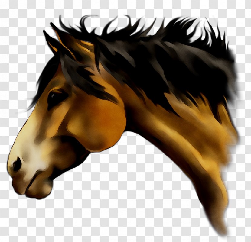 Mustang Stallion Pack Animal Snout Naturism - Horse Transparent PNG