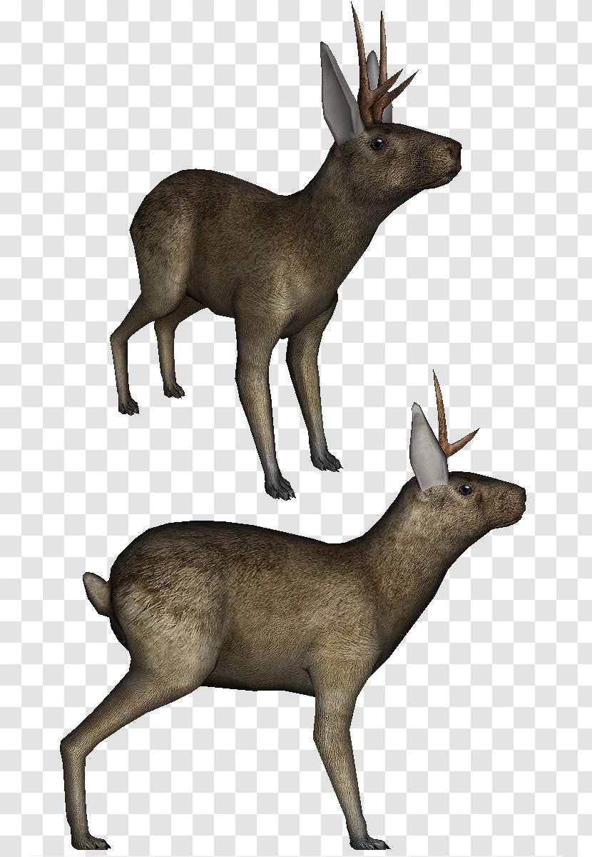 Elk White-tailed Deer Musk Reindeer - Animal Transparent PNG