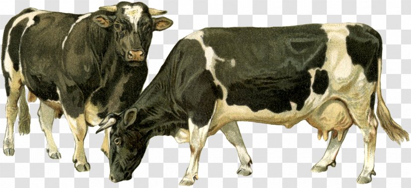 Dairy Cattle Ox Goat Bull - Cow Transparent PNG