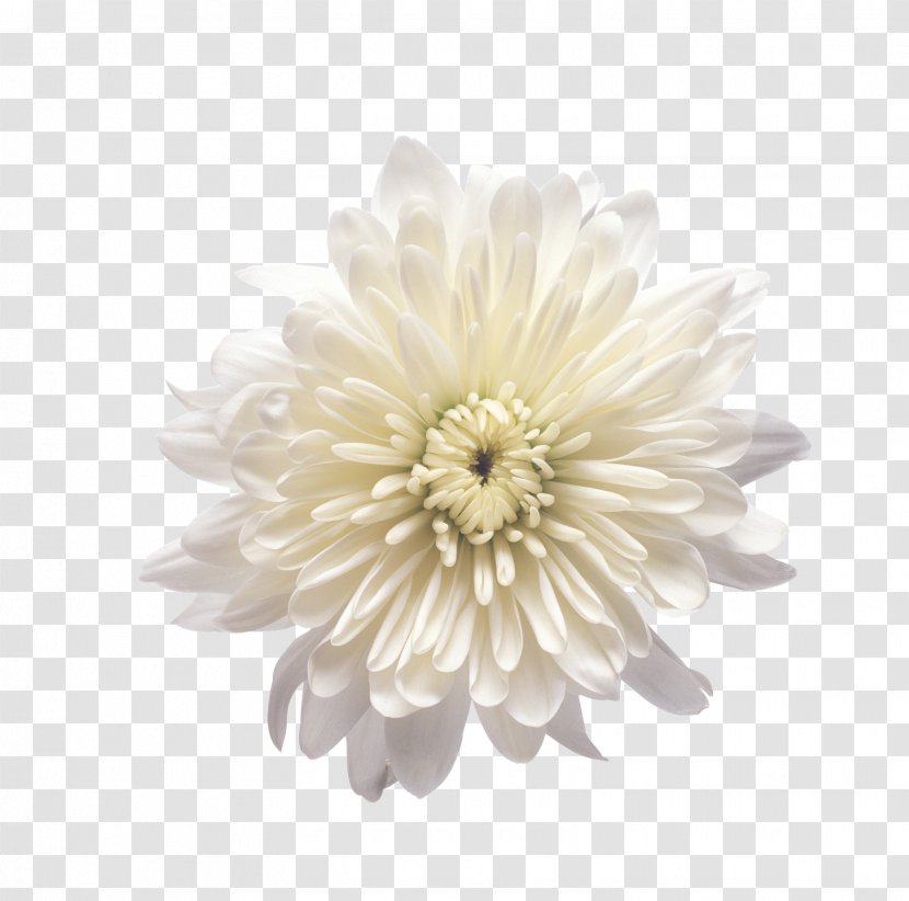 Chrysanthemum Petal Clip Art - Daisy Family Transparent PNG