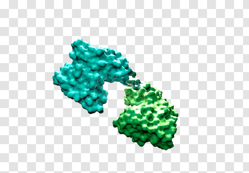 Bi-specific T-cell Engager Pharmaceutical Drug Bispecific Monoclonal Antibody Amgen - Sterilized Virus Transparent PNG