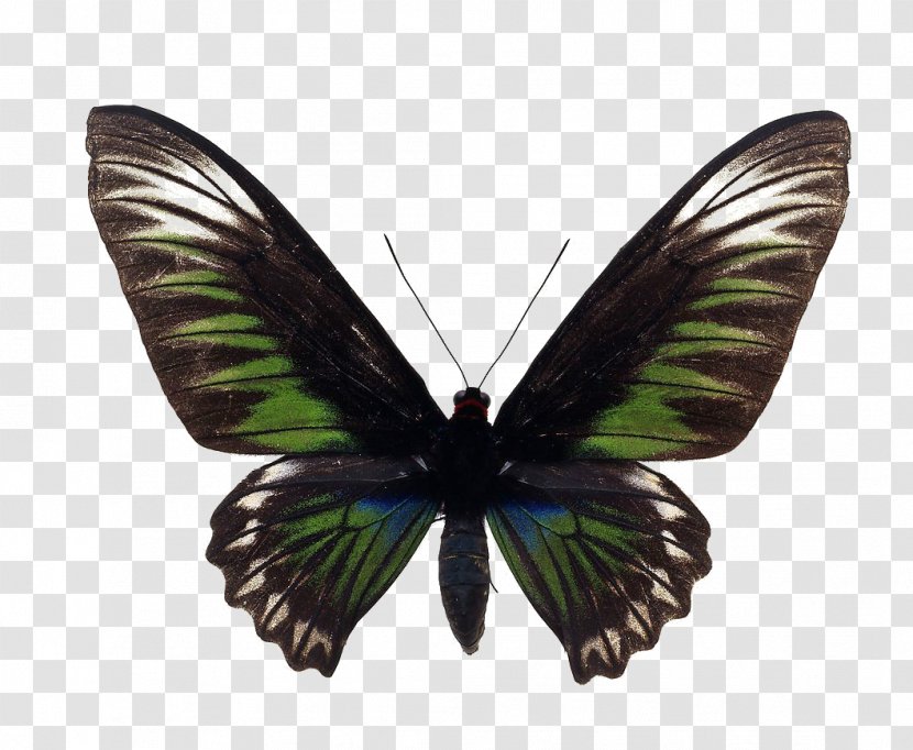 Butterfly Trogonoptera Brookiana Birdwing Royalty-free - Alfred Russel Wallace Transparent PNG