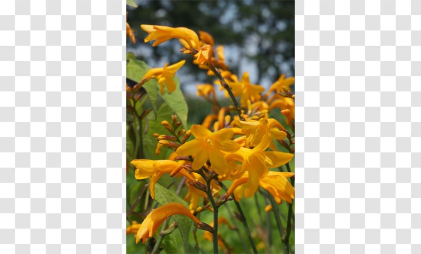 Montbretia Wildflower Coppertips - Crocosmia Transparent PNG