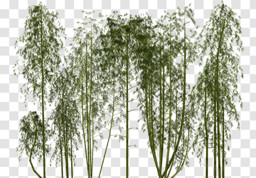 Bamboo Clip Art Image Giant Panda - Lucky Transparent PNG